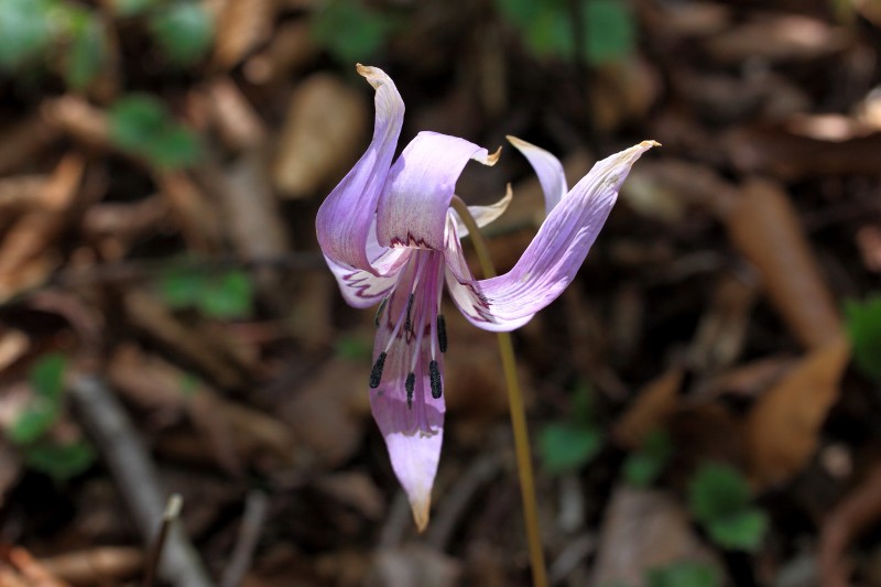 金剛山の花々_005.jpg