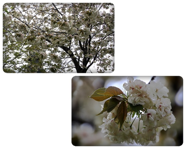 パーク獅子吼-3 ウコン-1 16.4.20