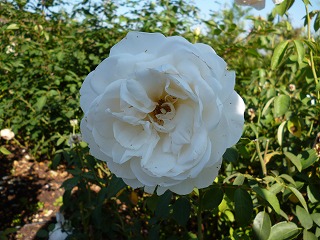 P1260373ss.jpg