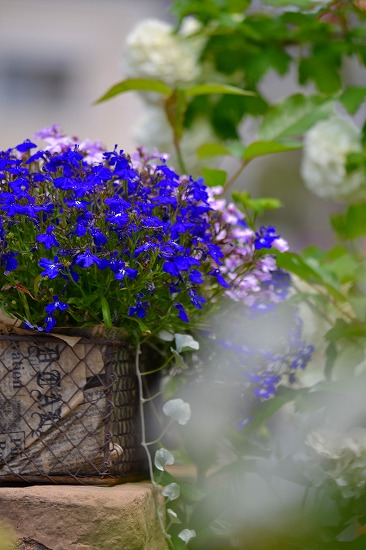 s-DSC_1606.jpg