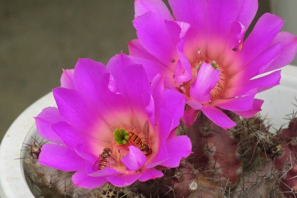 令和初日に咲いた花に沢山のハナアブ ヒナゲシ ナニワイバラ サボテン 庭で撮った蝶19種目はムラサキシジミでした 大分金太郎の花鳥蝶月 楽天ブログ