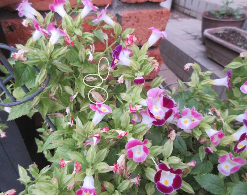 夏の花のジニア トレニア ペチュニアの種の採り方 狭い庭を花いっぱいにする育て方 楽天ブログ