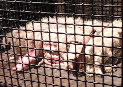 ハリーポッター　ダービシュ・アンド・バングズ店