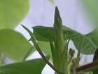 2012年９月15日の膨らみつつある朝顔の蕾