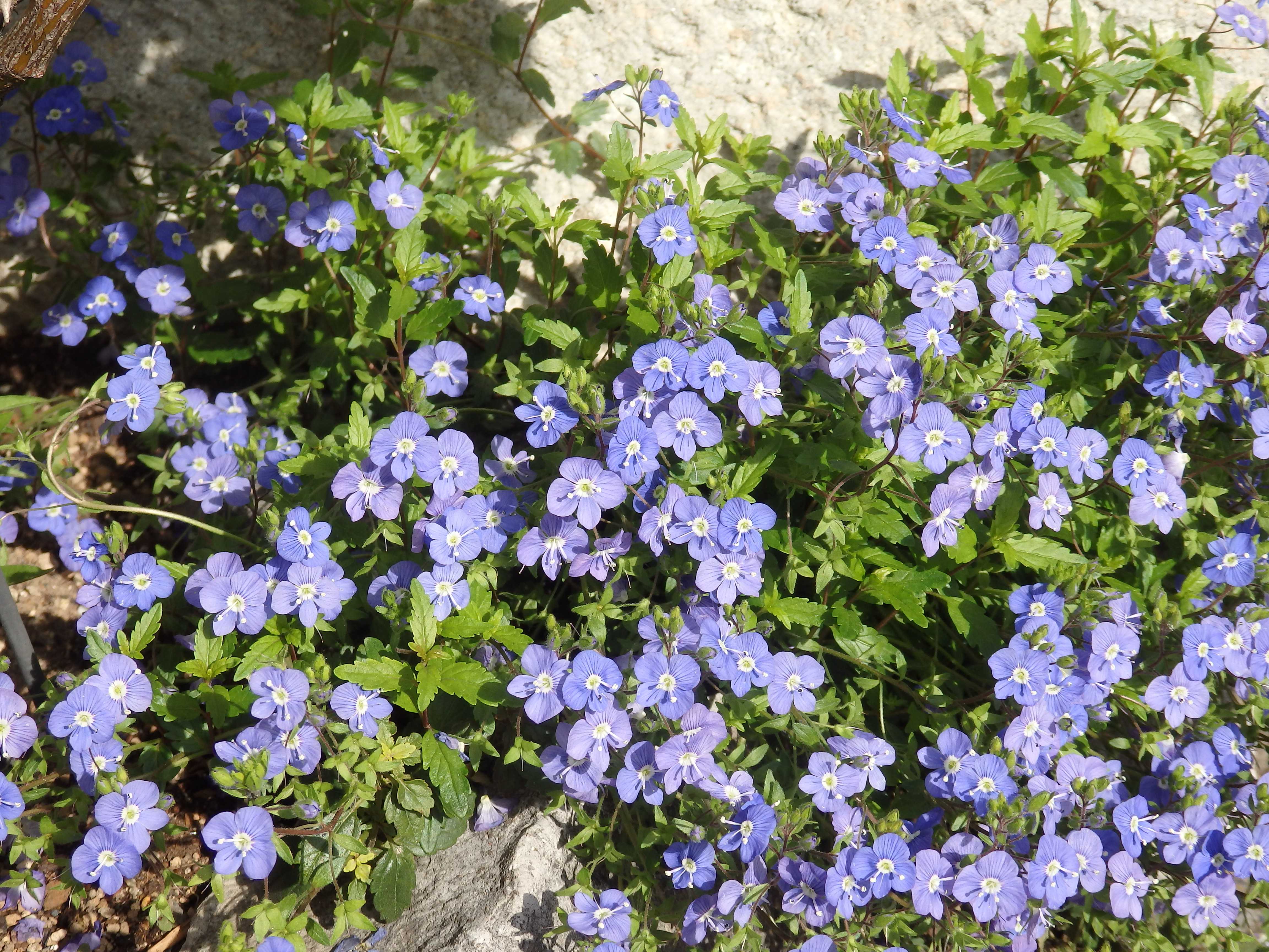 ブルーのお花 ベロニカオックスフォードブルー Quatre Saisons ベランダとお庭の四季 楽天ブログ
