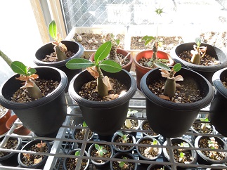 アデニウムb1-24ｰ1