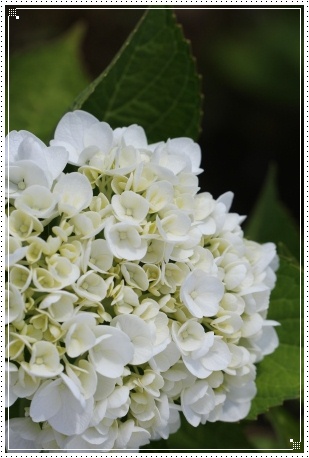 大乗寺丘陵公園-24 ロイヤル 13.6.22