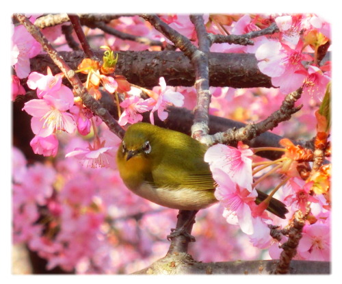 新松田のカワズザクラ　河津桜　を今年も観に行きました