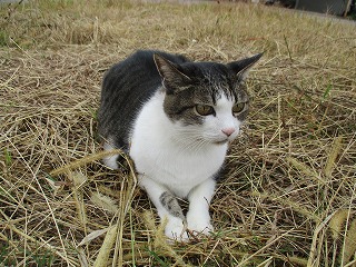 IMG_1540ss.jpg
