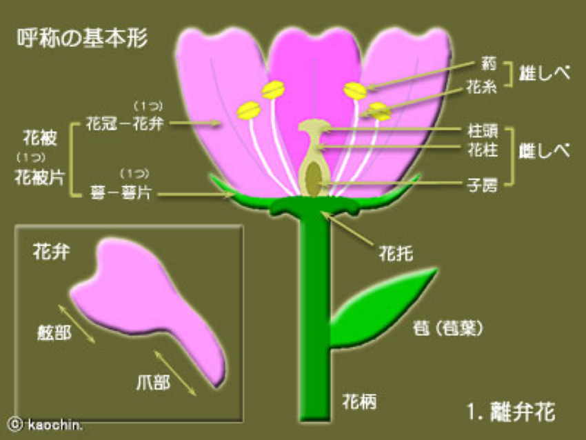 ちょっとおさらい：苞を楽しむ植物 | 東方見雲録 - 楽天ブログ