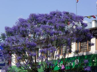 ７．１０ジャカランダの花.jpg