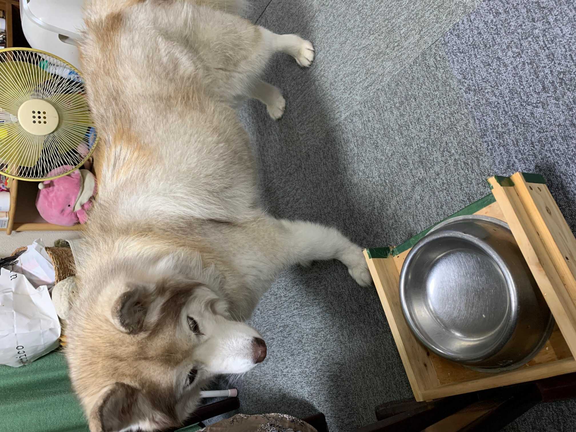 散歩おあずけ Pa Bu のブログ 楽天ブログ