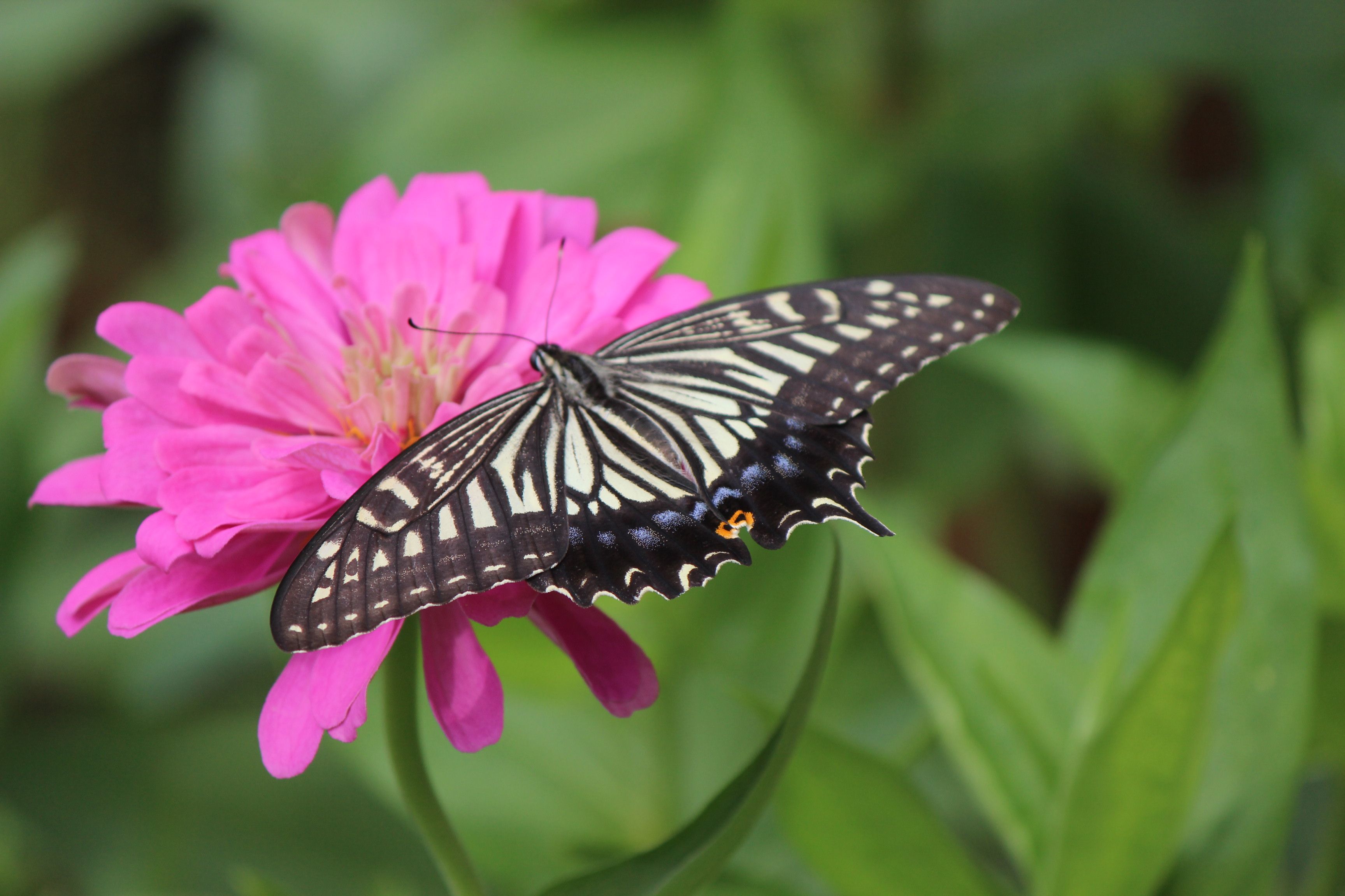 ナミアゲハ(アゲハ) つれづれ日記 楽天ブログ