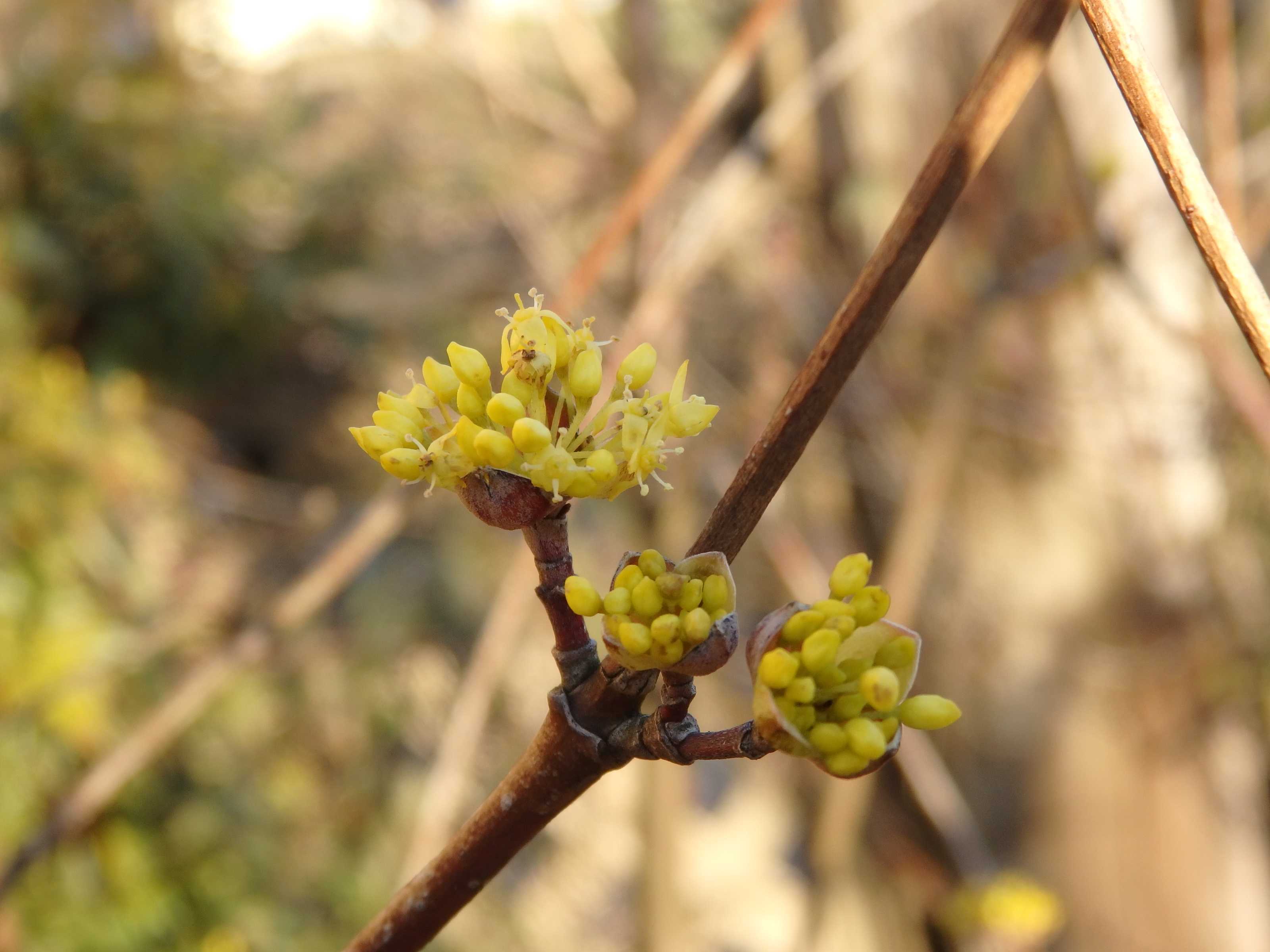 ２０２０ 3月の花木 レンギョウ サンシュユ ツバキ Kimi Teaの花日記 楽天ブログ