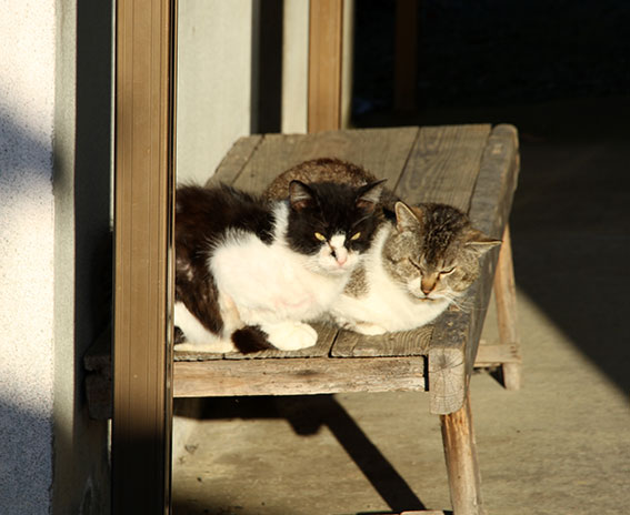 我が家のニャンコ♪2014/04/08-2