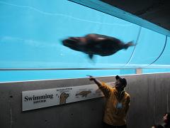 スイムチューブ（アシカ）