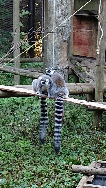 rblog-20181030175222-01.jpg