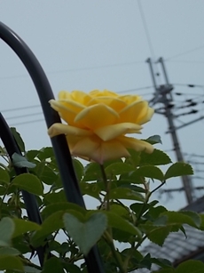 ２日ソレイユヴァルティカル.jpg