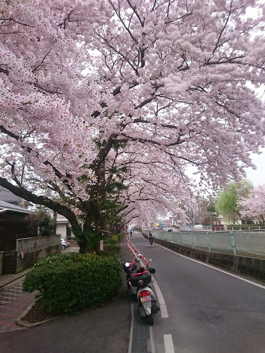 桜４.JPG