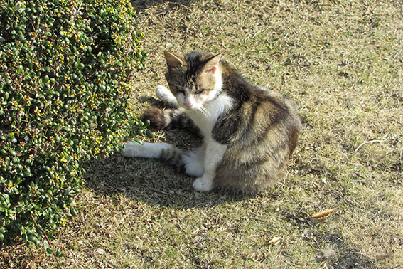 我が家のニャンコ♪2014/12/24-2