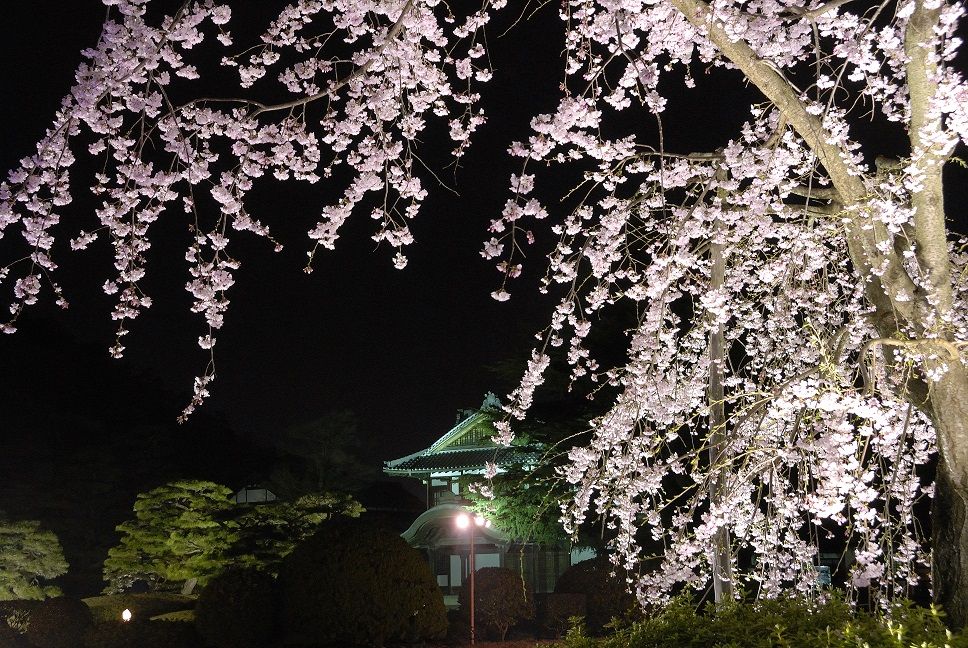 栗林公園 春のライトアップ うどん県それだけじゃない香川県ブログ 楽天ブログ