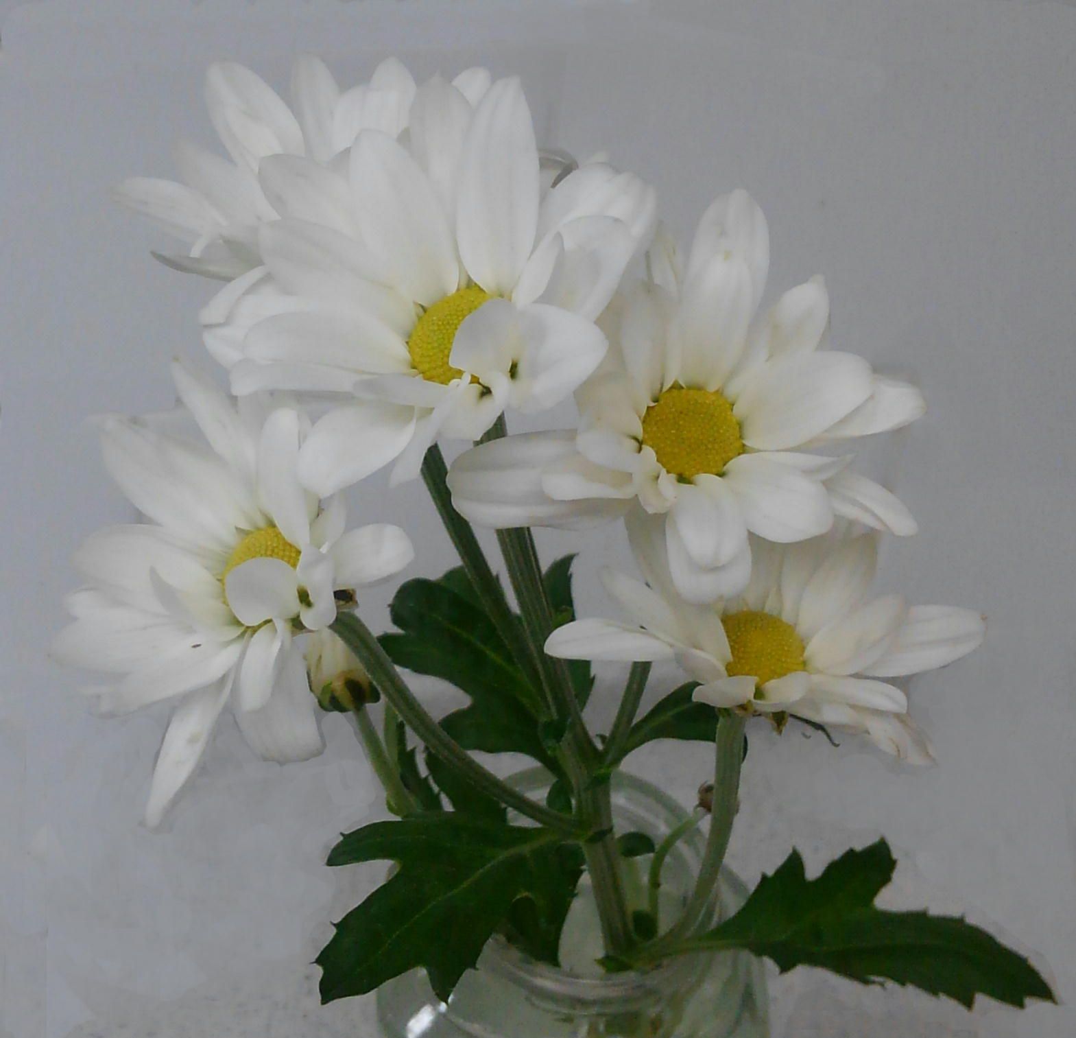 白い菊の秘密 60ばーばの手習い帳 楽天ブログ