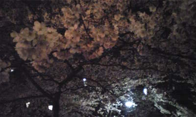 夜桜1