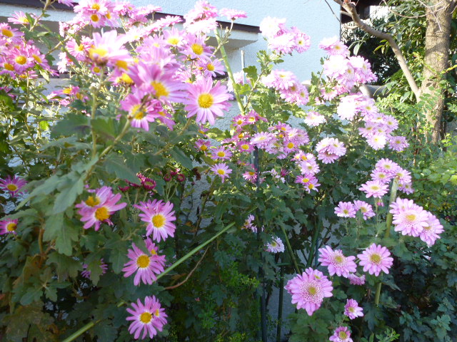 195 菊、ピンク