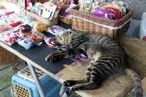 商品の上で寝る猫