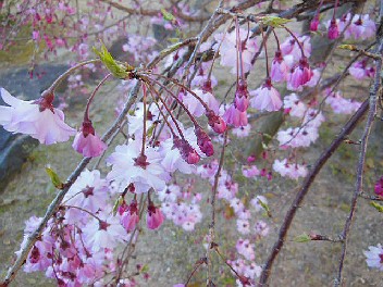 DSCN2160.jpg