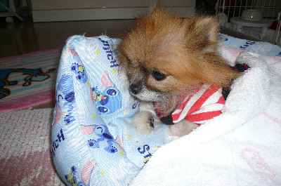 お気に入りのBED