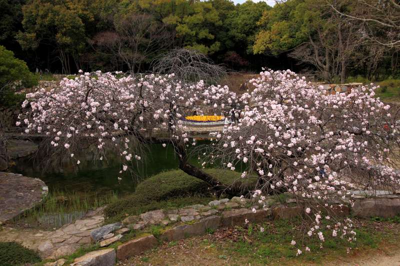 万博記念公園_006春の泉.jpg