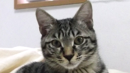 すずひめ