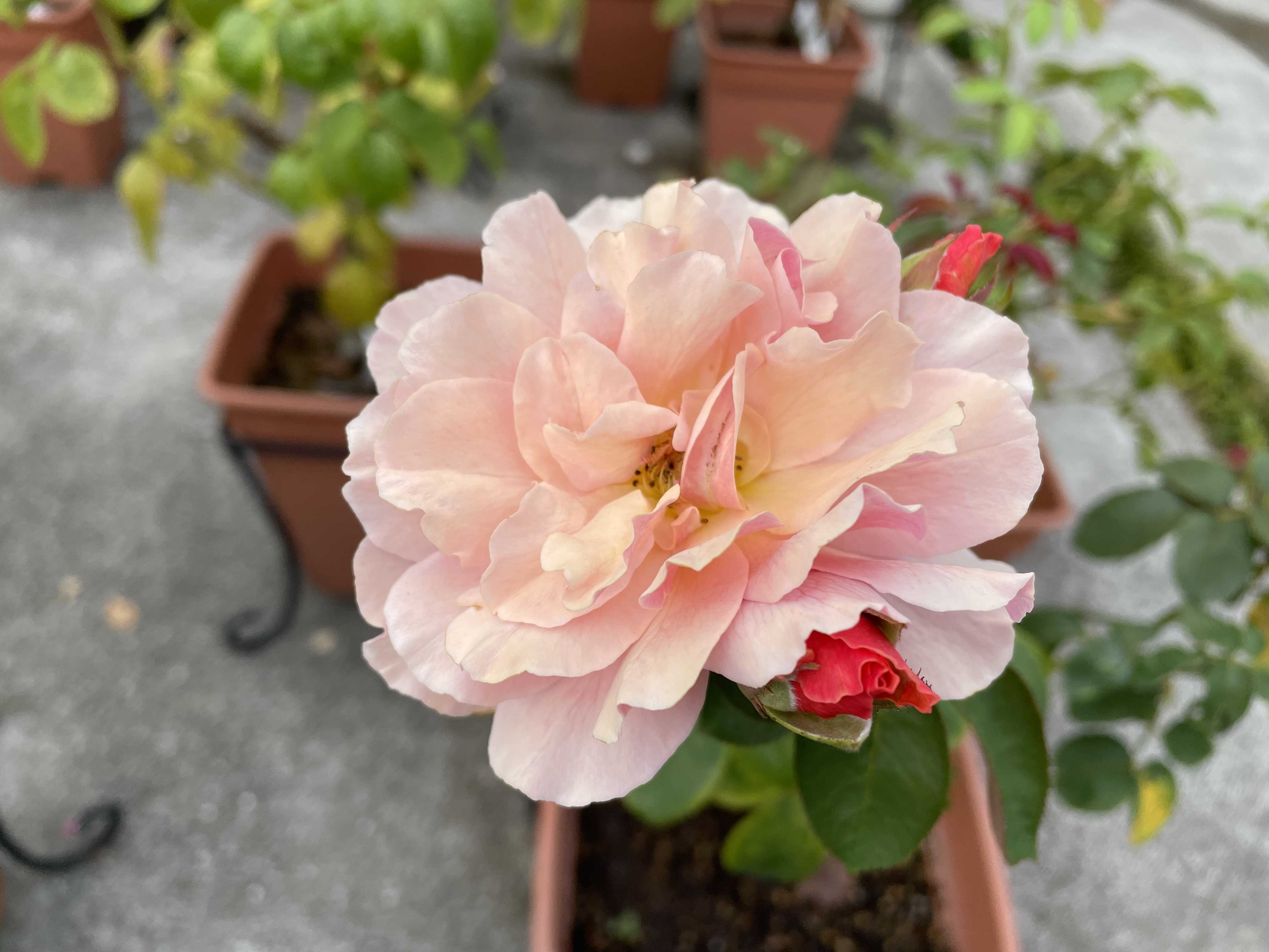 ばらと猫とフラメンコ 楽天ブログ