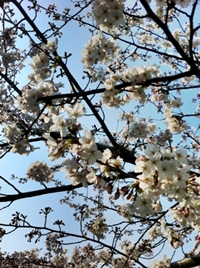 桜