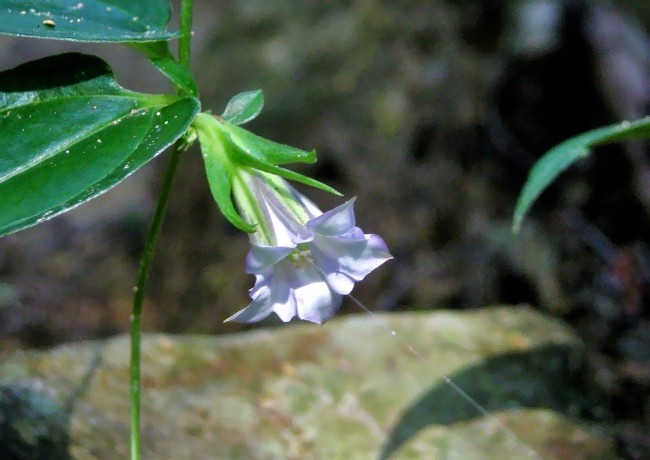 ツルリンドウ花