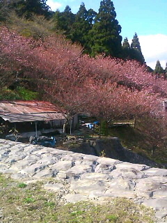 奥条八重桜２.jpg