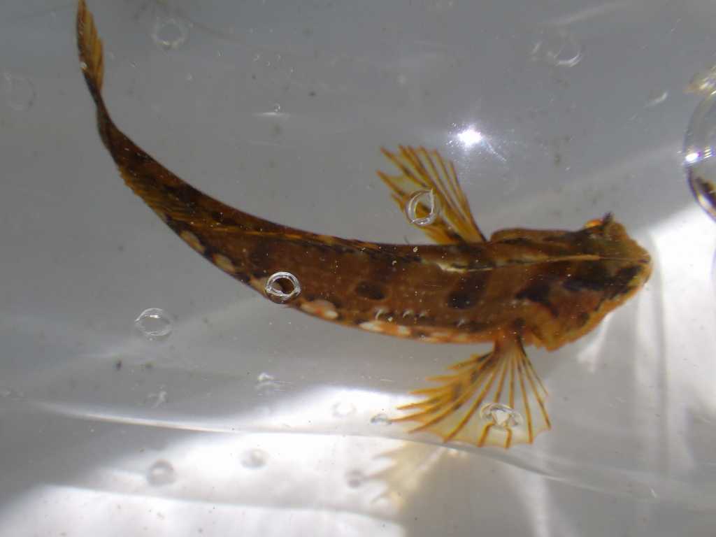 串本磯採集2018年7月下旬8　アナハゼ属の一種（Pseudoblennius sp.）