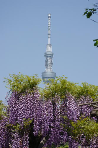 亀戸天神社にて