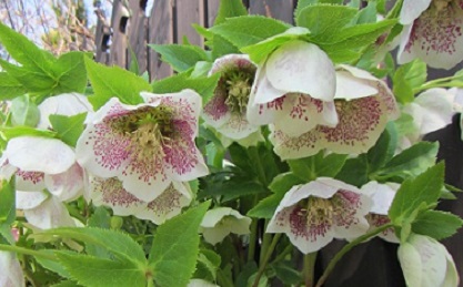 クリロ１大.jpg