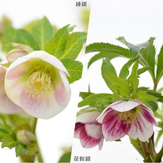大和園