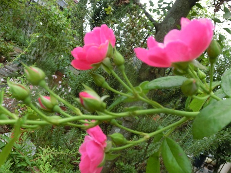 薔薇アンジェラ