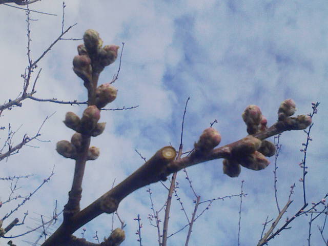 F1000037 - コピー (3).JPG