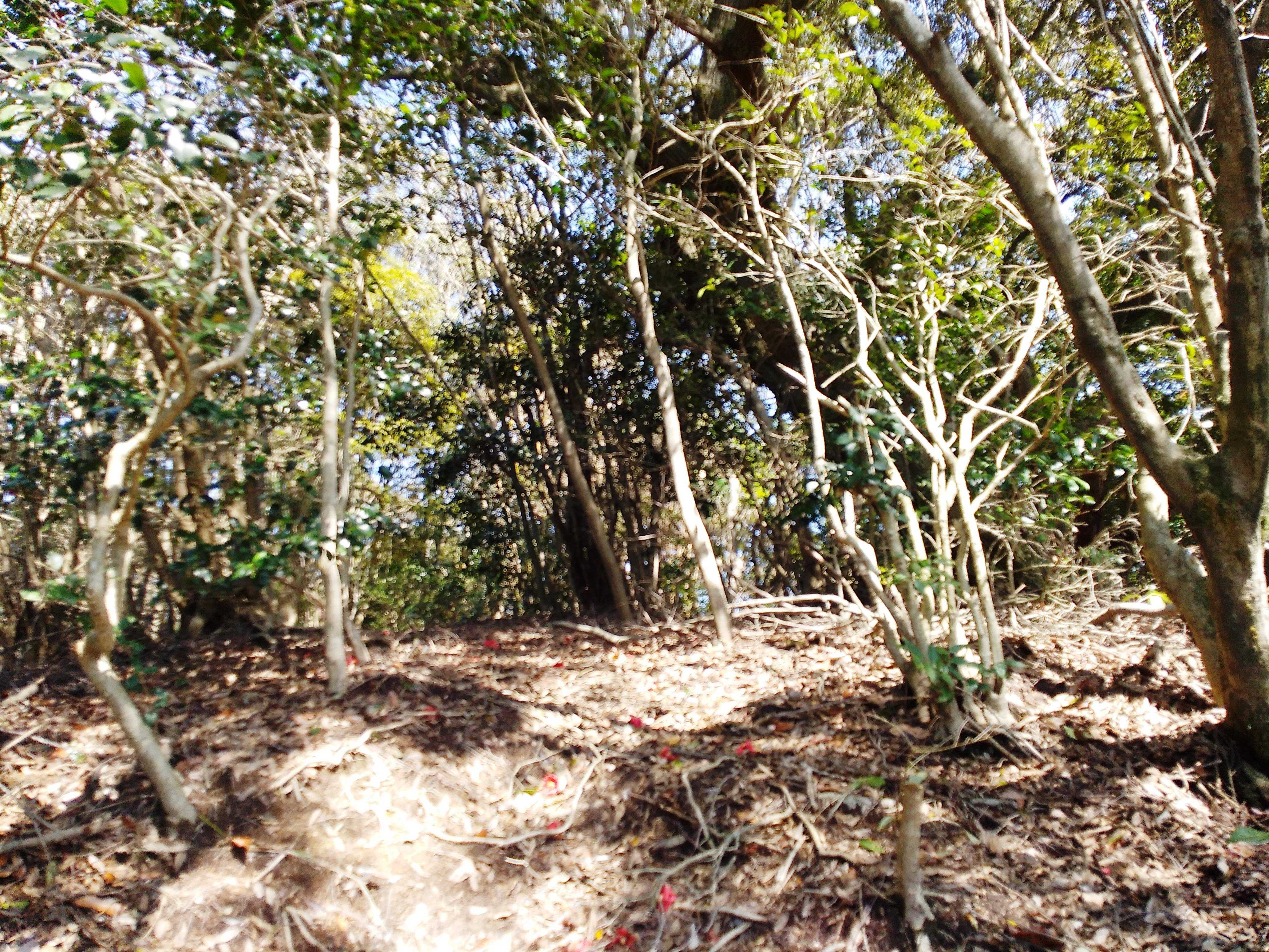 240327小岱山・前岳登山12・前岳登山・山頂2 | 荒尾史学会のブログ - 楽天ブログ