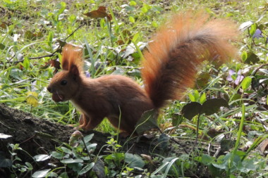 ショパンの生家で見掛けたリス