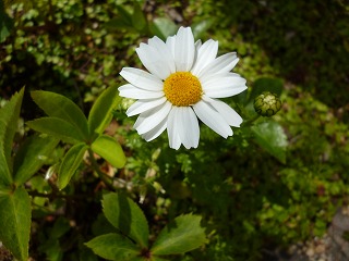 P1170025ss.jpg