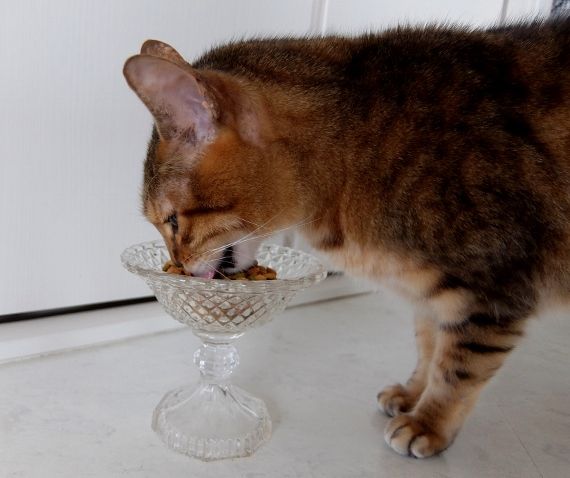 コストコ ◆ フリスキー 円　ネコ　猫　ねこ ◆