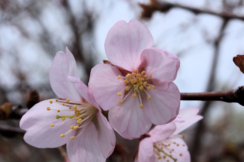 sakura2