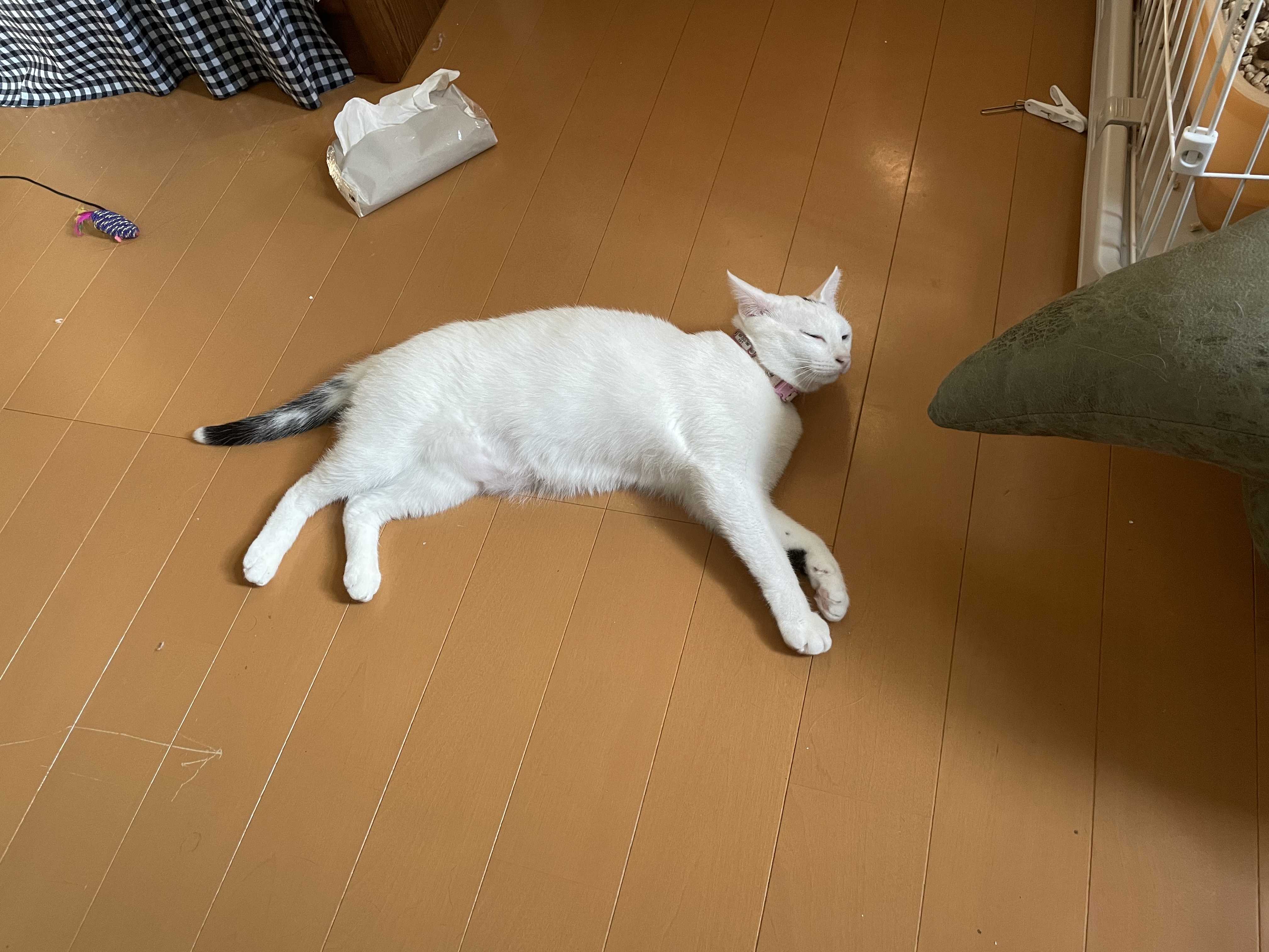 犬猫大好きDTRのもふもふ日記