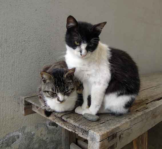 我が家のニャンコ♪2013/5/11-3